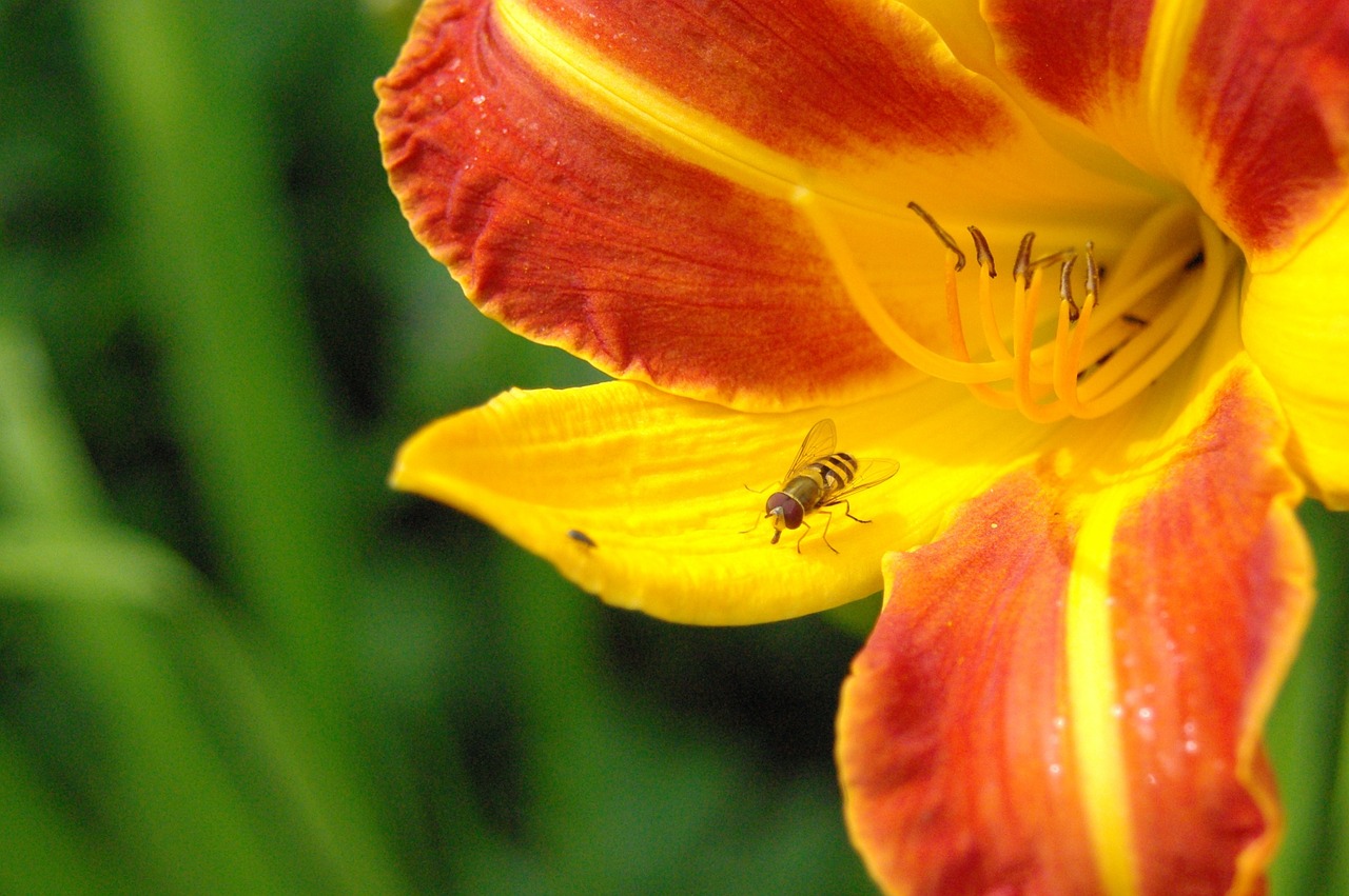 download-free-photo-of-sun-daylily-day-lily-plants-hemerocallidoideae-plant-from-needpix
