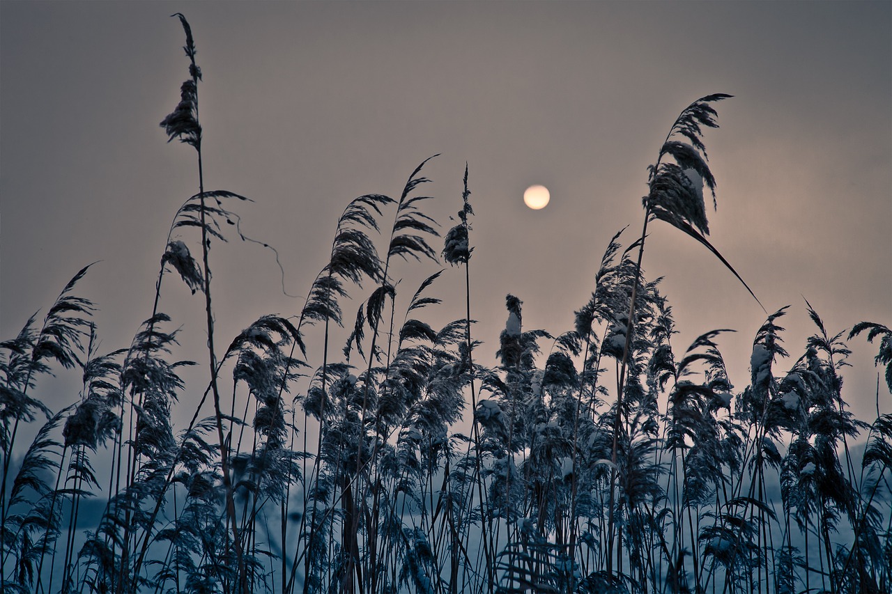 sun weeds sunset free photo