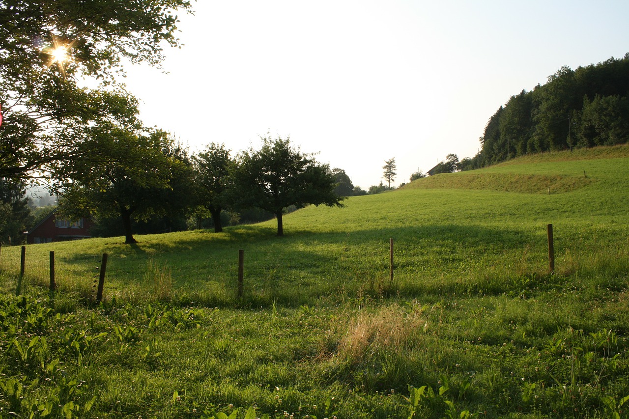 sun morning pasture free photo