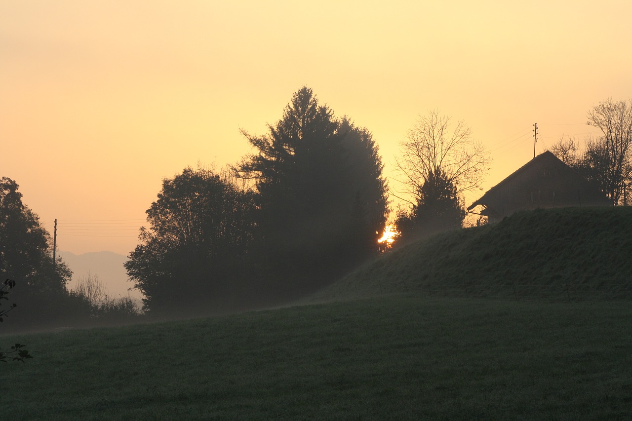 sun morning meadow free photo