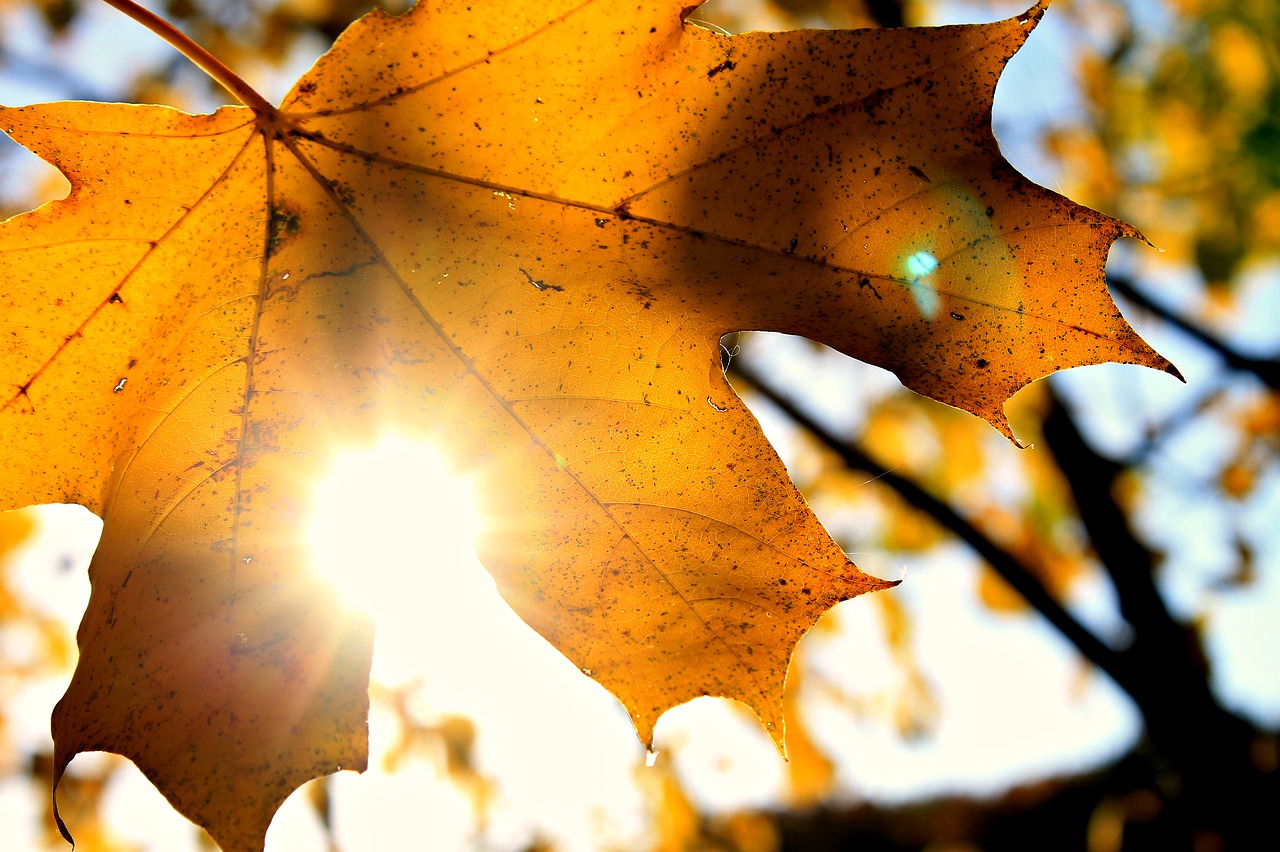 sun autumn october free photo