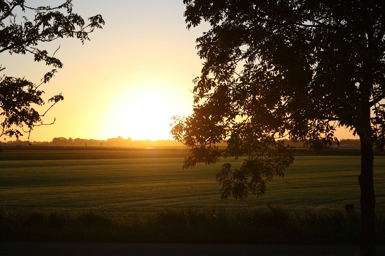 sun tree nature free photo