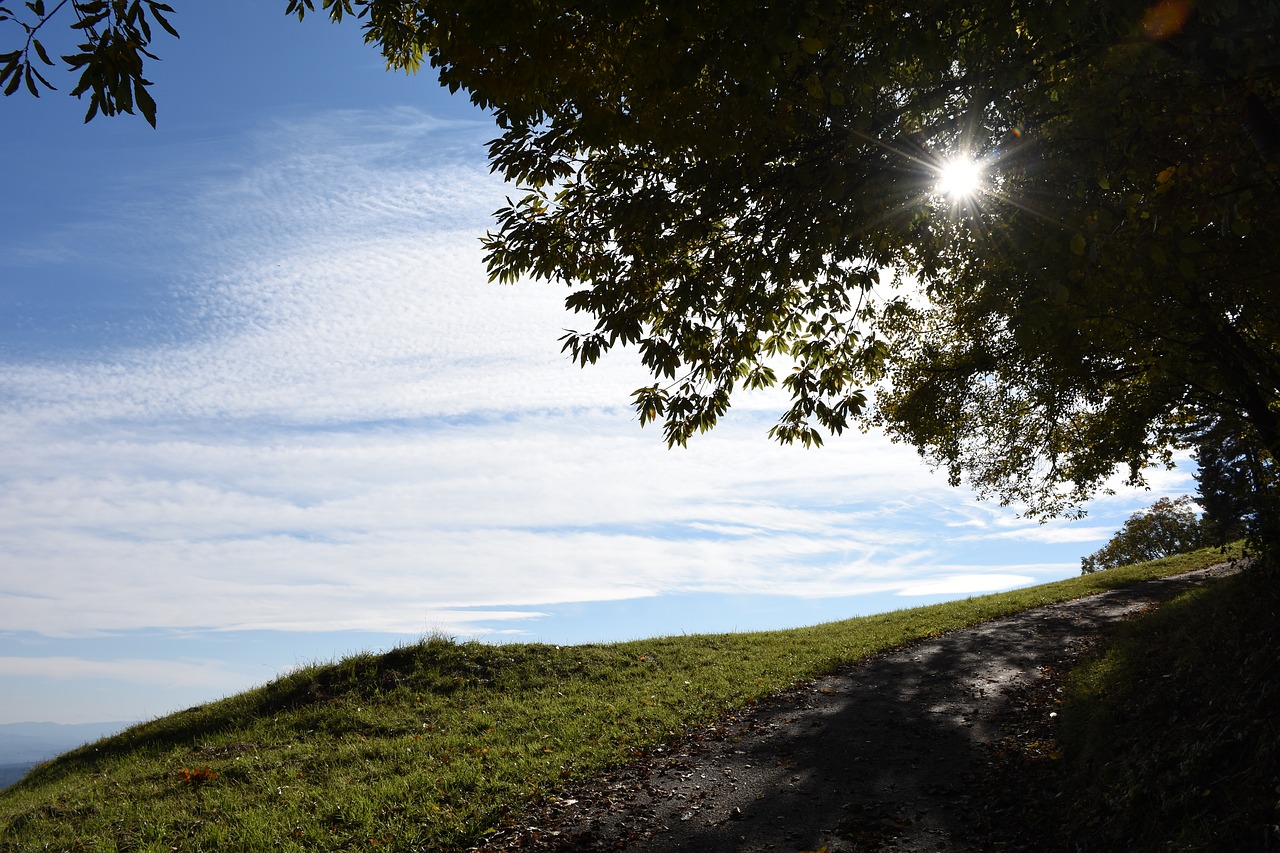 sun leaves tree free photo