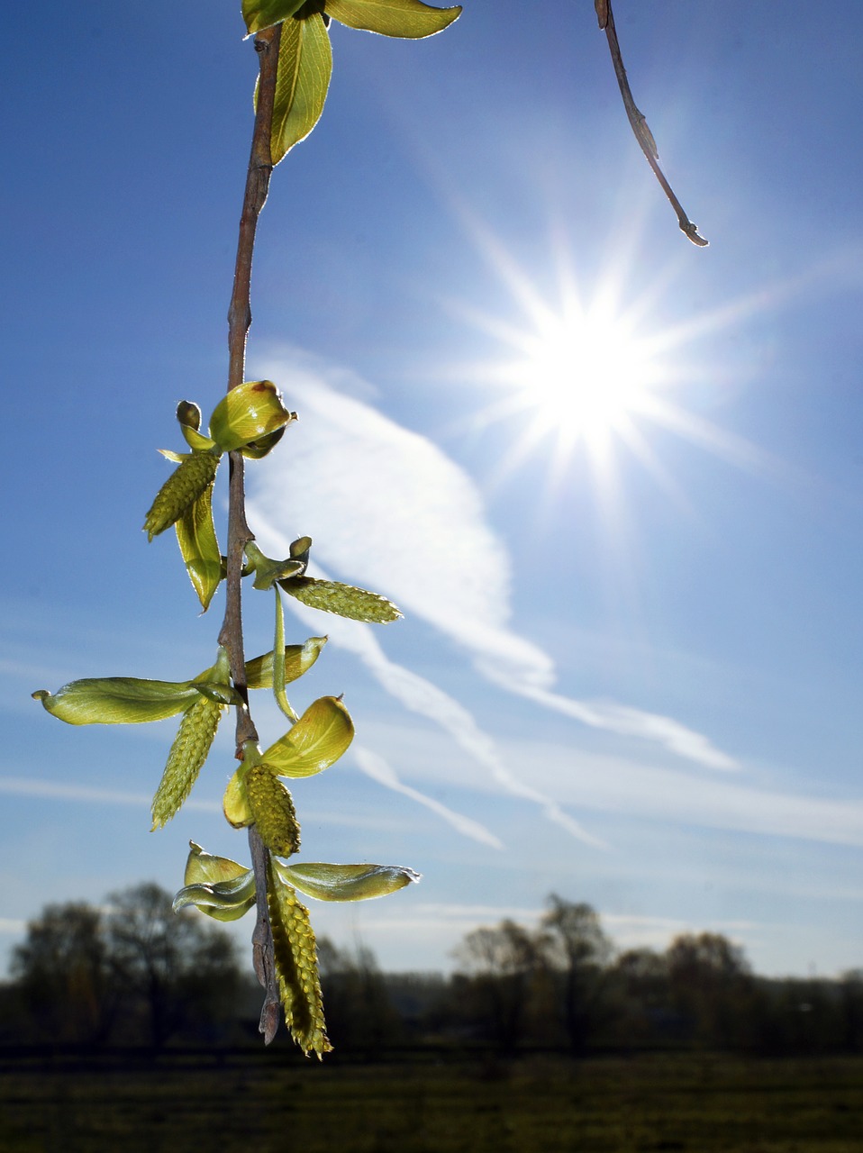 sun branch leaves free photo