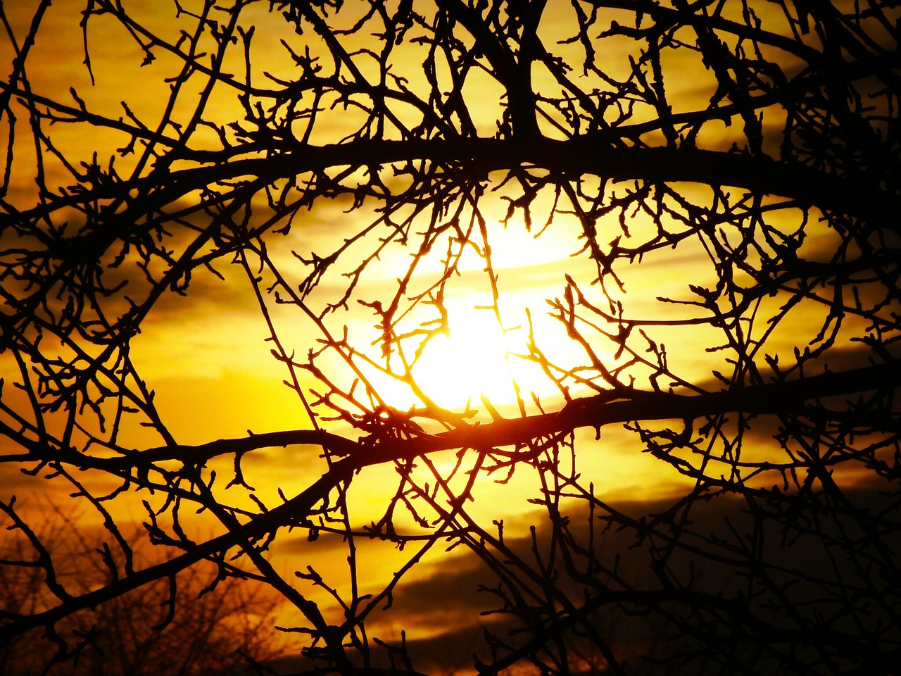 sun branch tree free photo