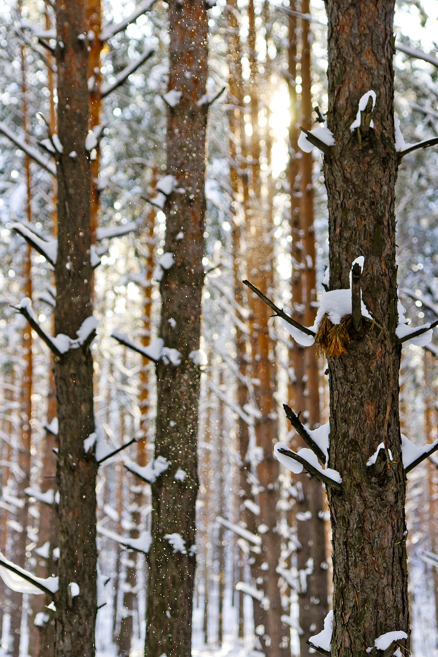 sun frost snow free photo