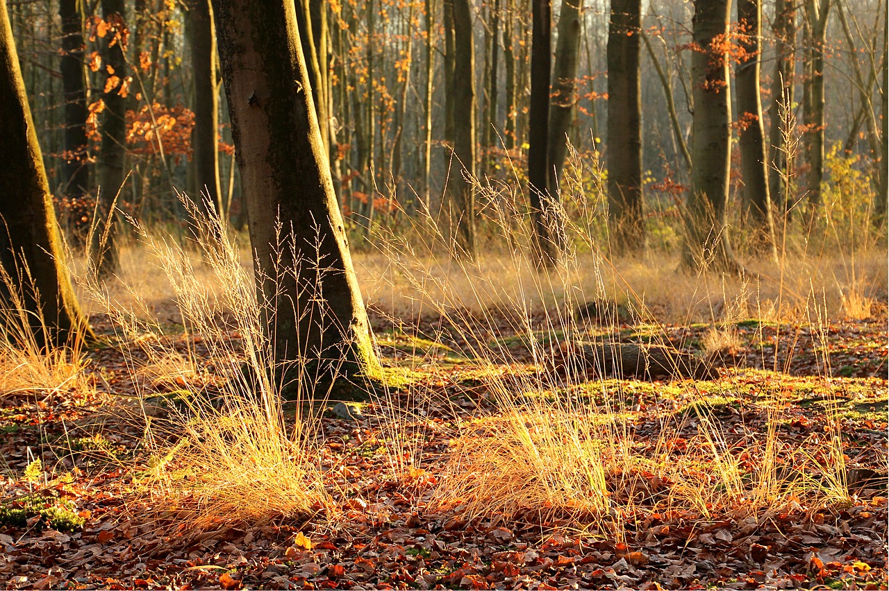 sun forest night light free photo