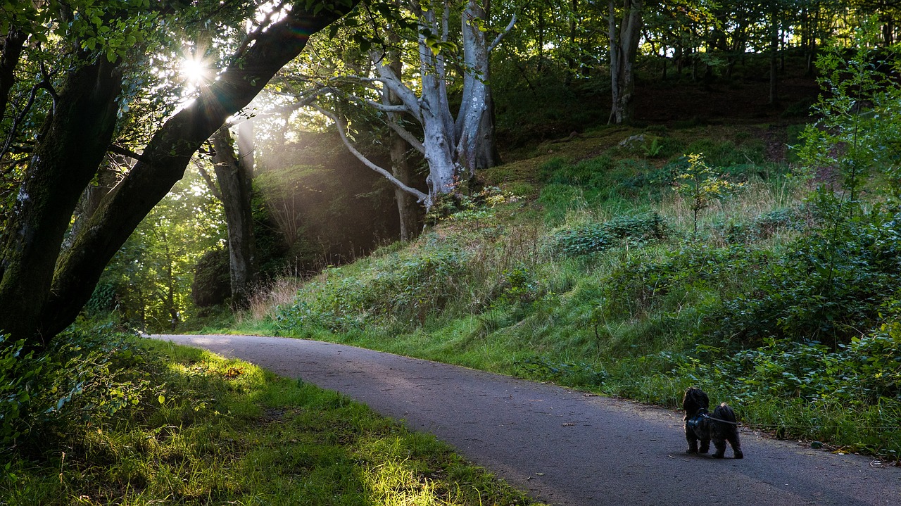 sun flare dog free photo