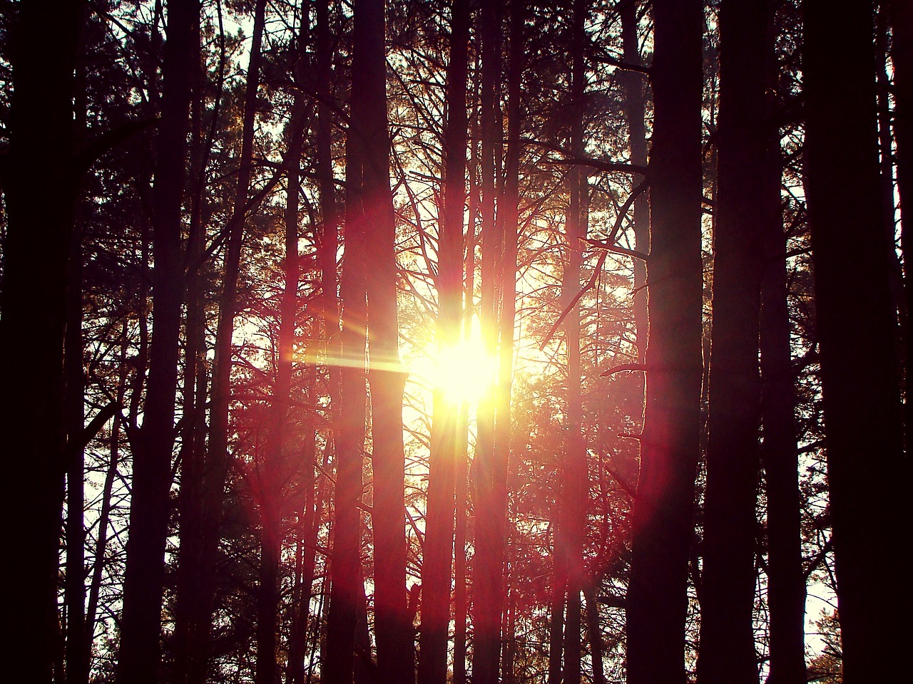 sun forest trees free photo