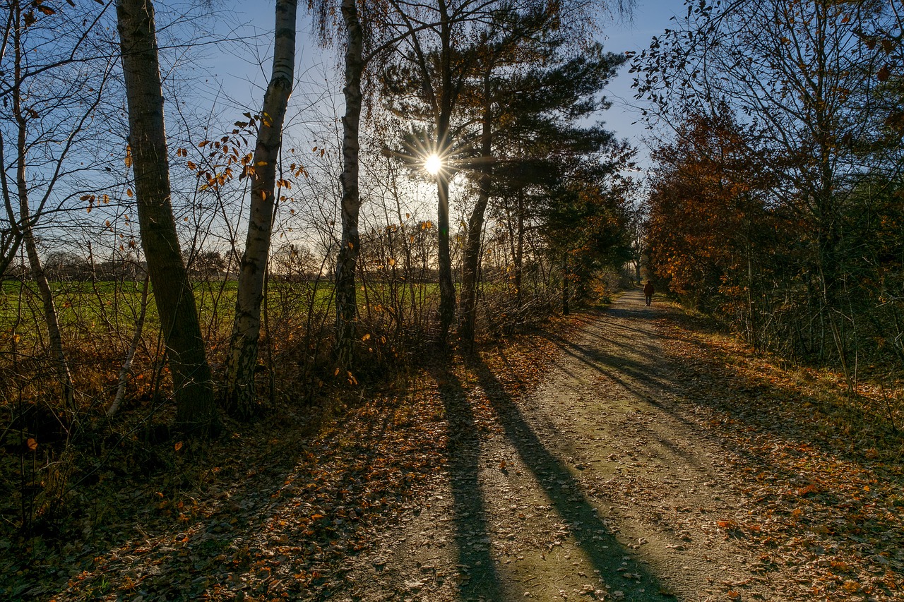 sun ray sunlight free photo