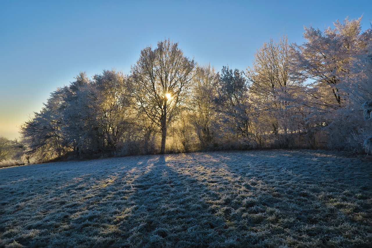 sun nature tree free photo