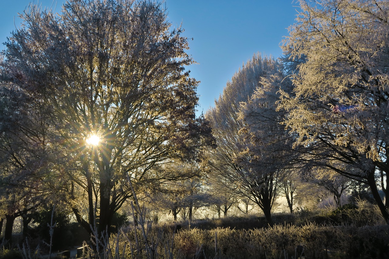 sun trees cold free photo