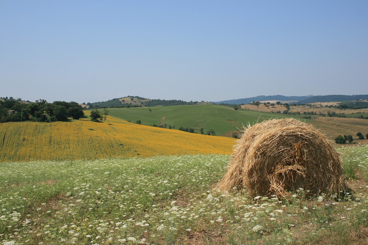 sun maremma yellow free photo