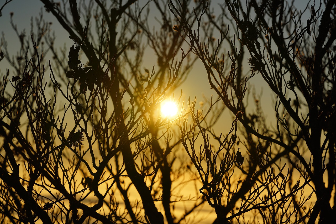 sun sunrise branches free photo