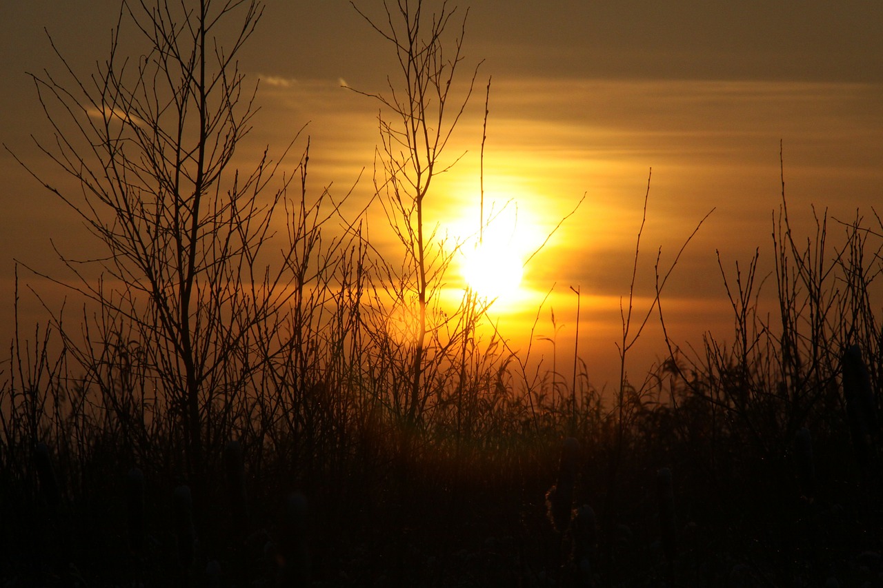 sun sunset trees free photo