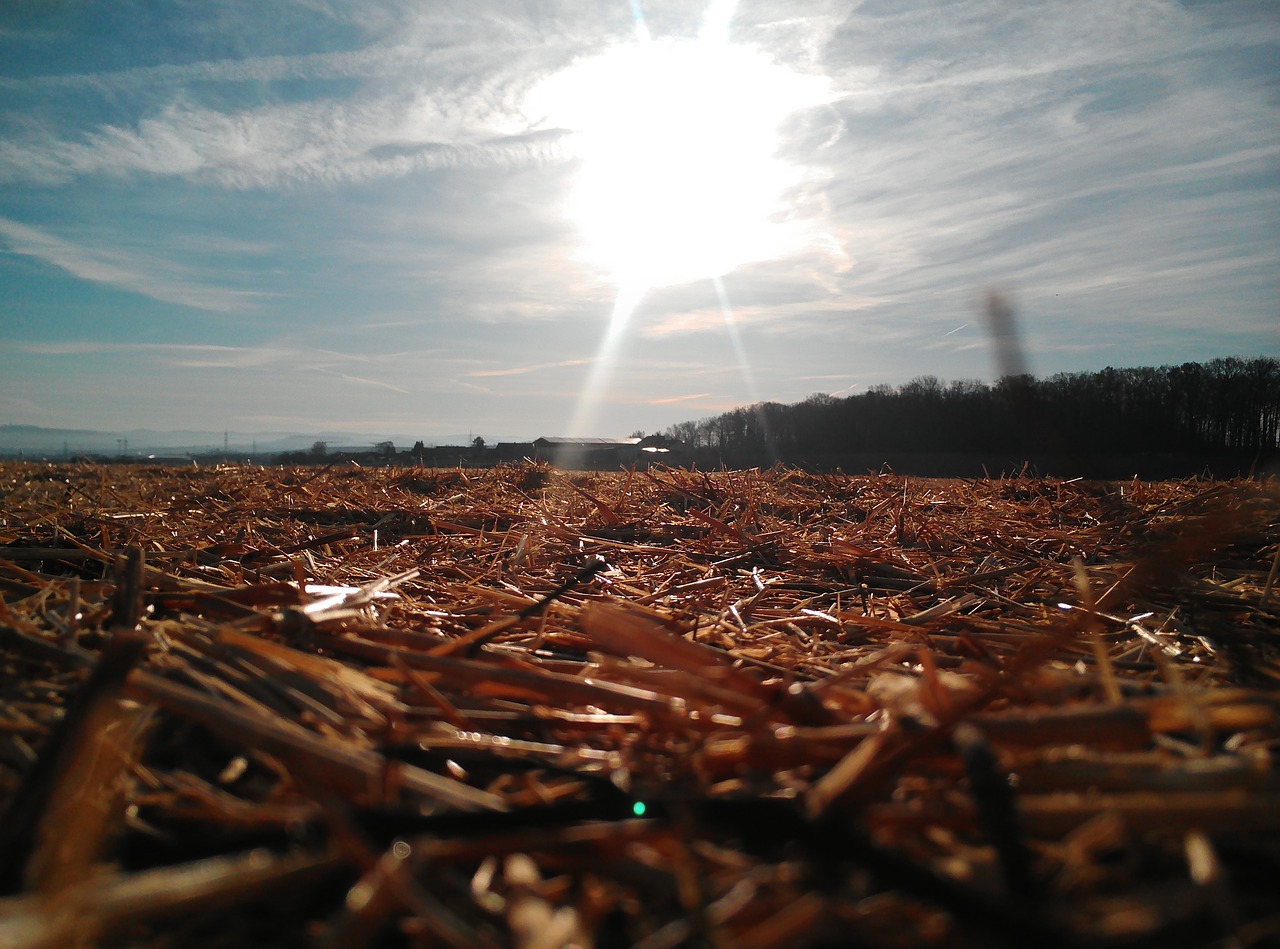 sun field straw free photo