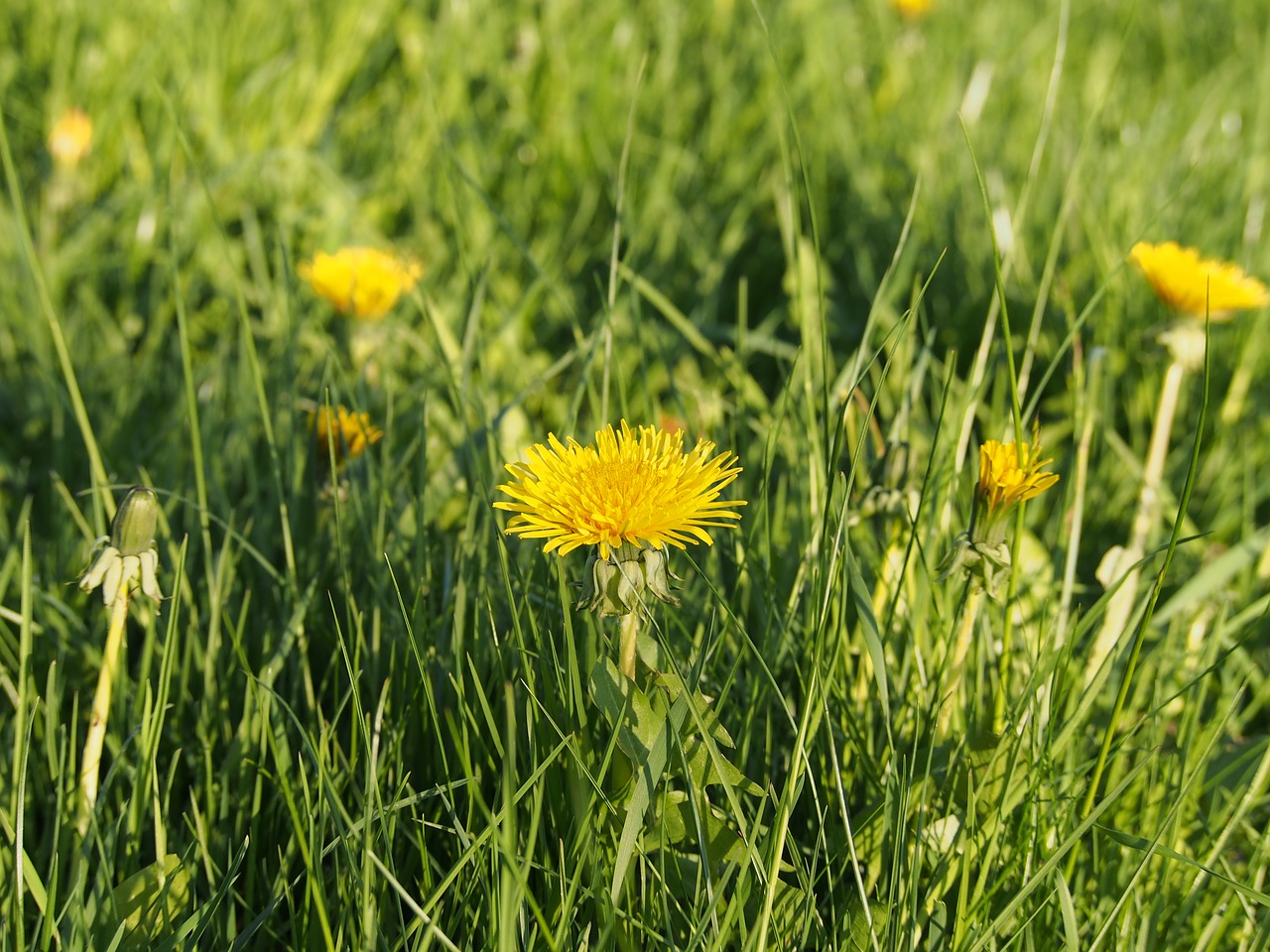 sun flower plant free photo