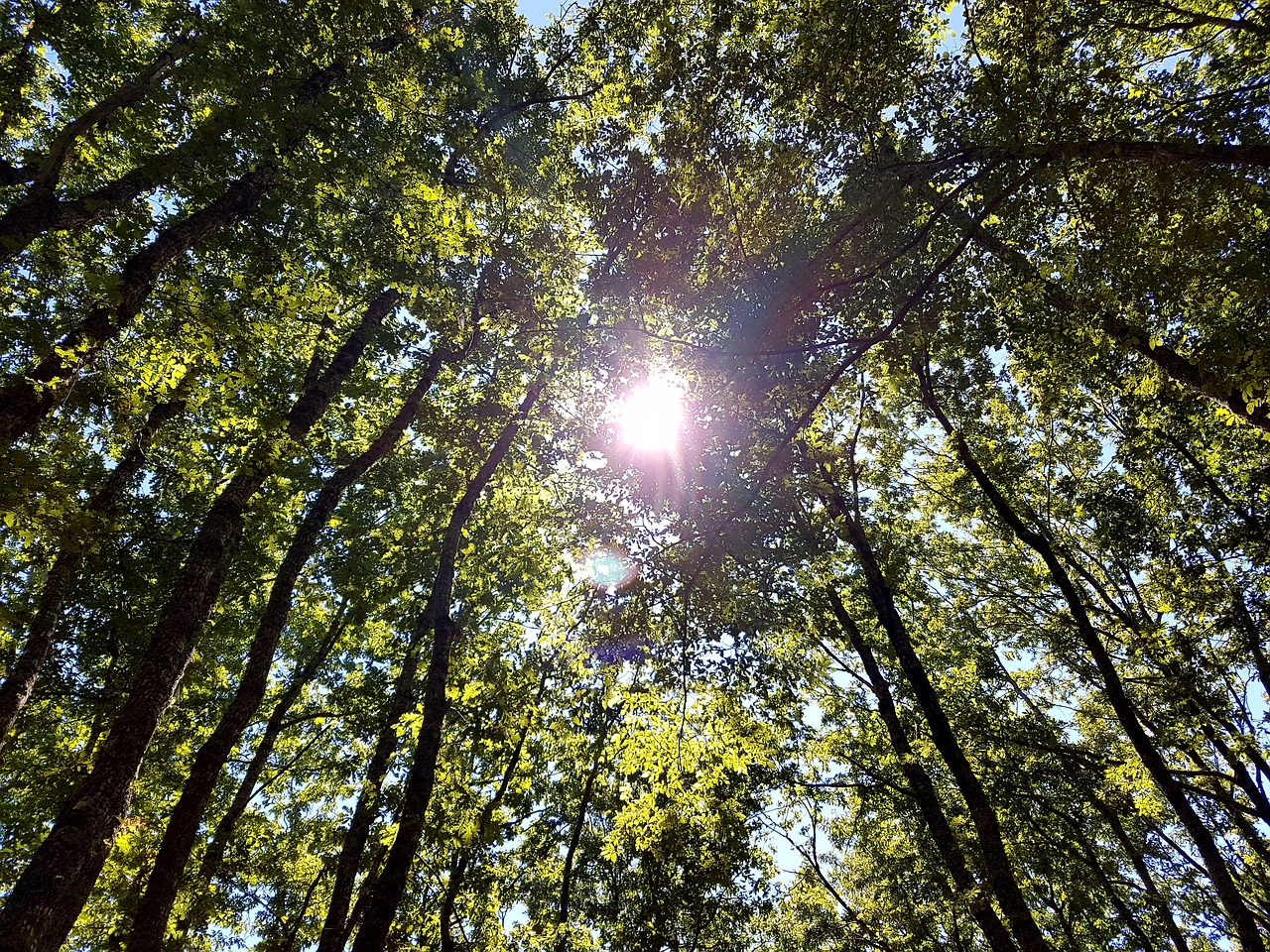 sun trees nature free photo