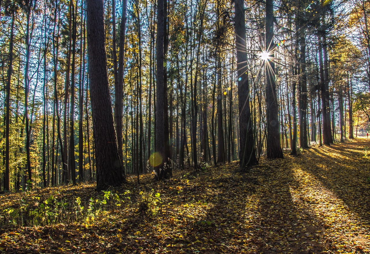 sun autumn sunset free photo