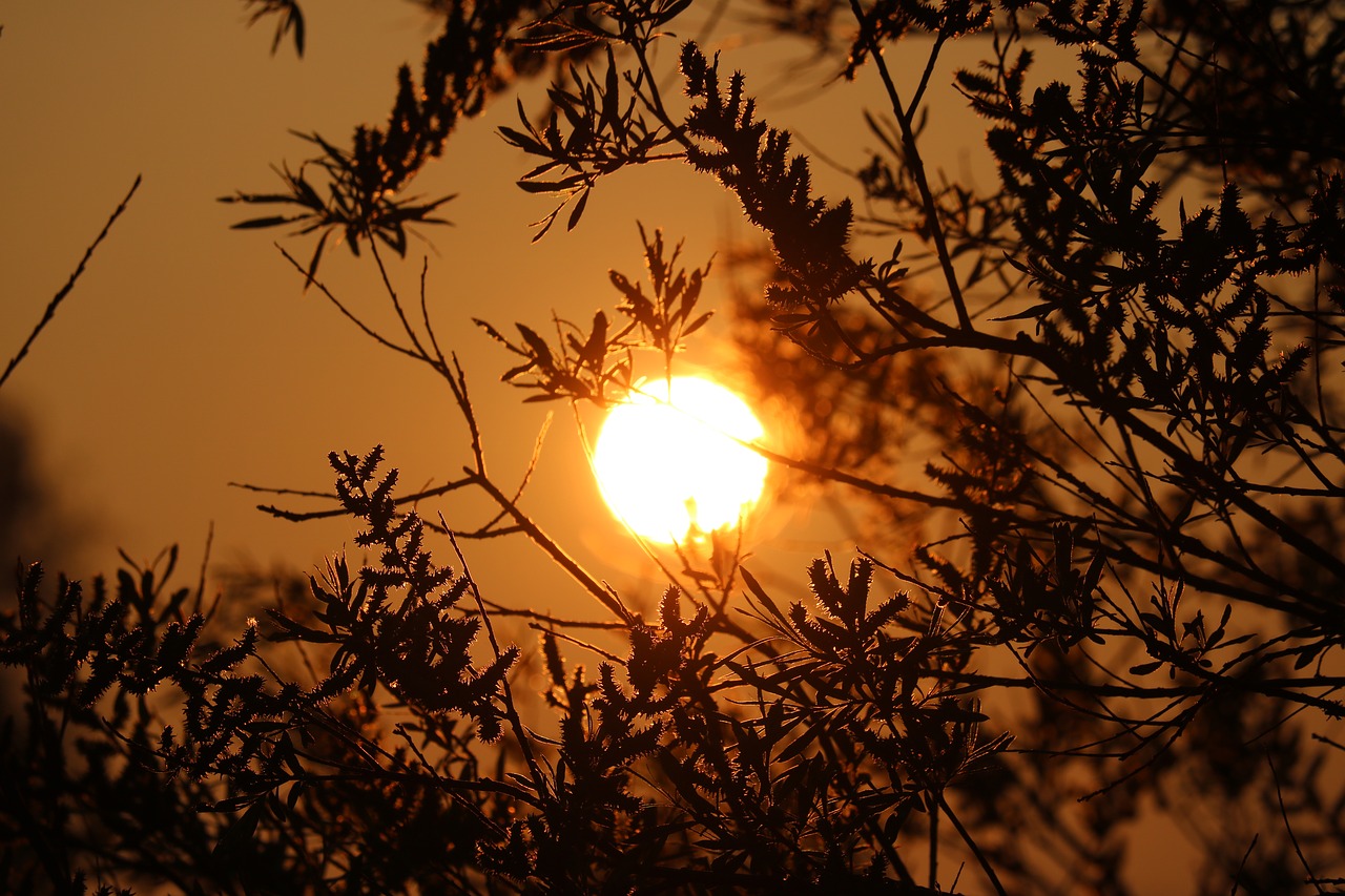 sun morning tree free photo