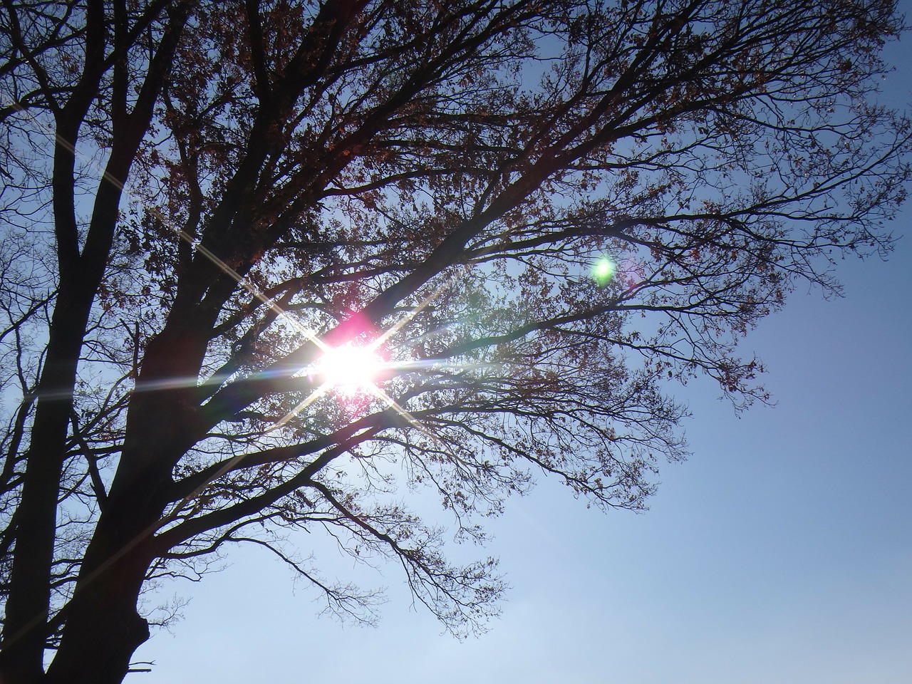 sun tree nature free photo