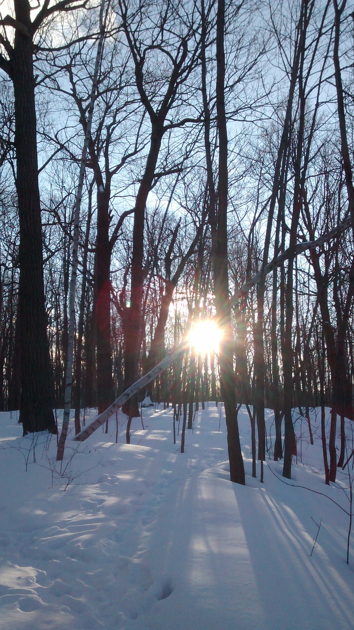sun winter tree free photo