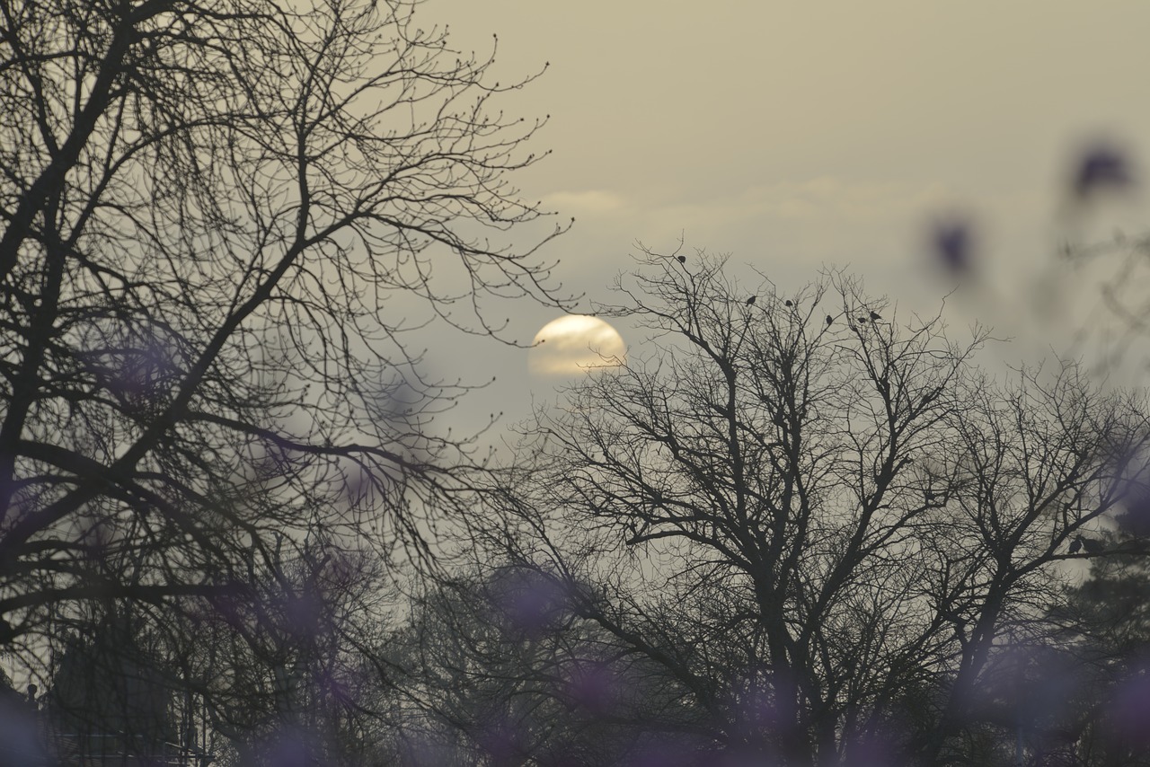 sun setting through free photo