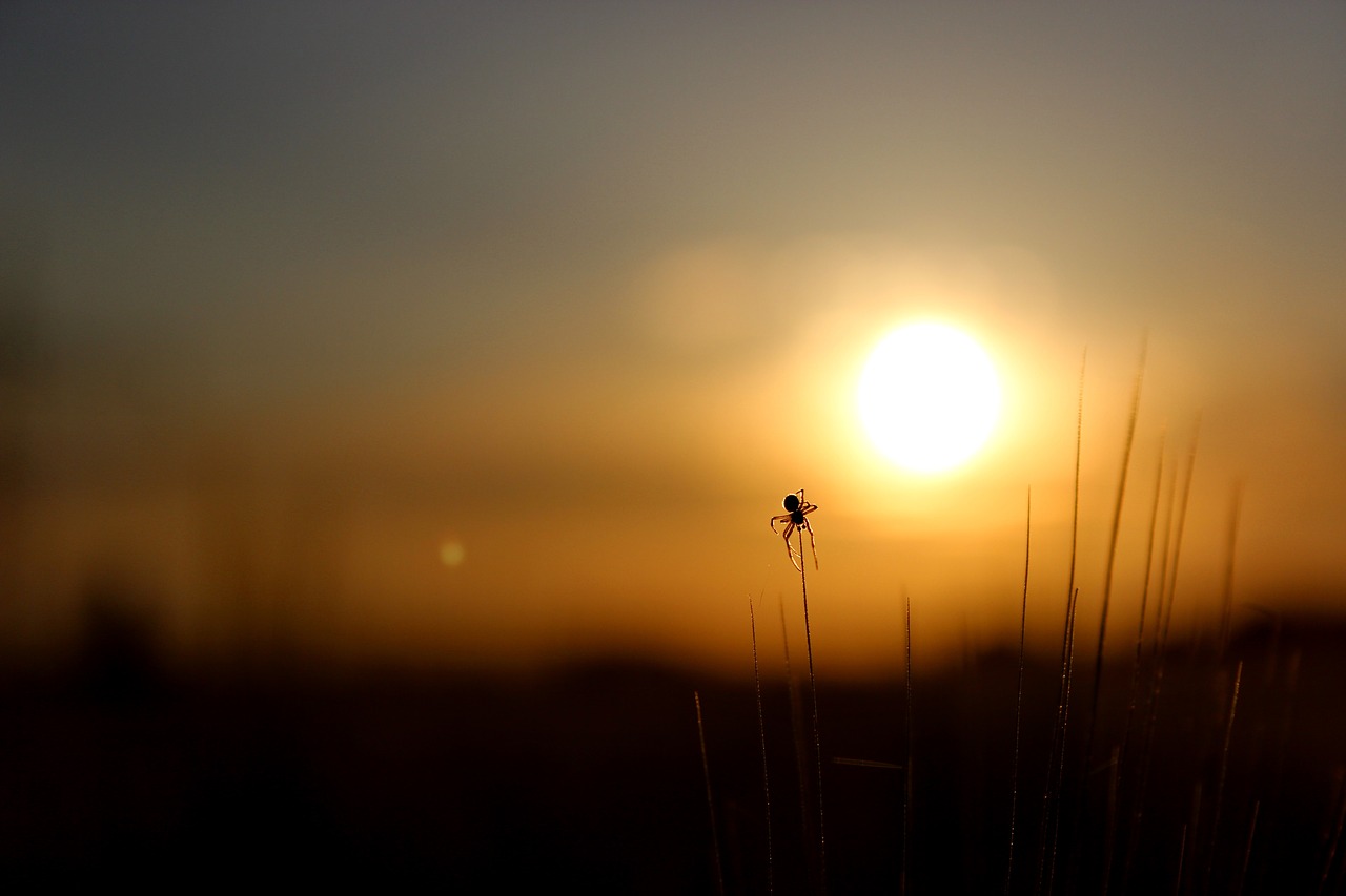 sun spider early in the morning free photo