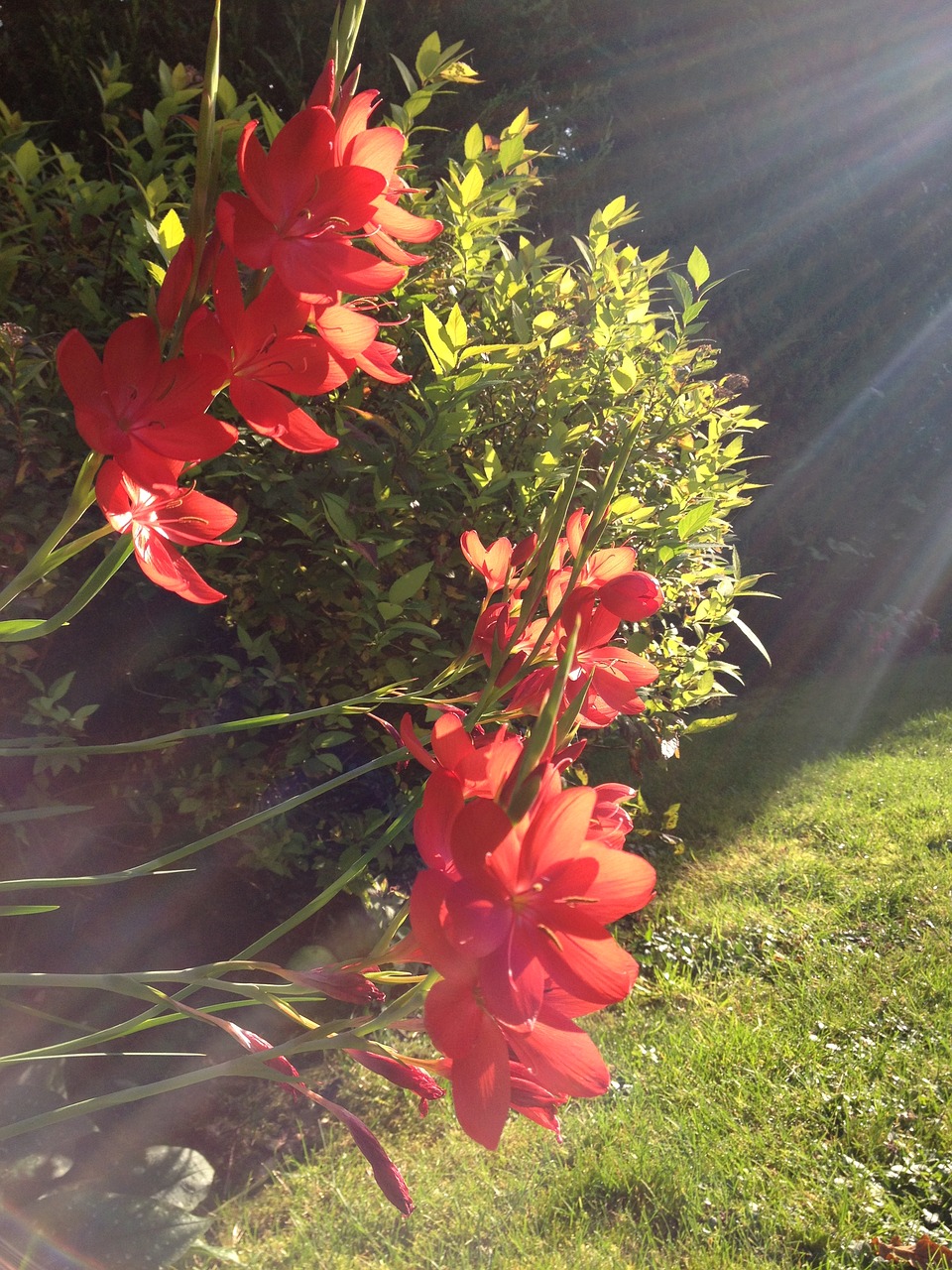 sun flowers nature free photo