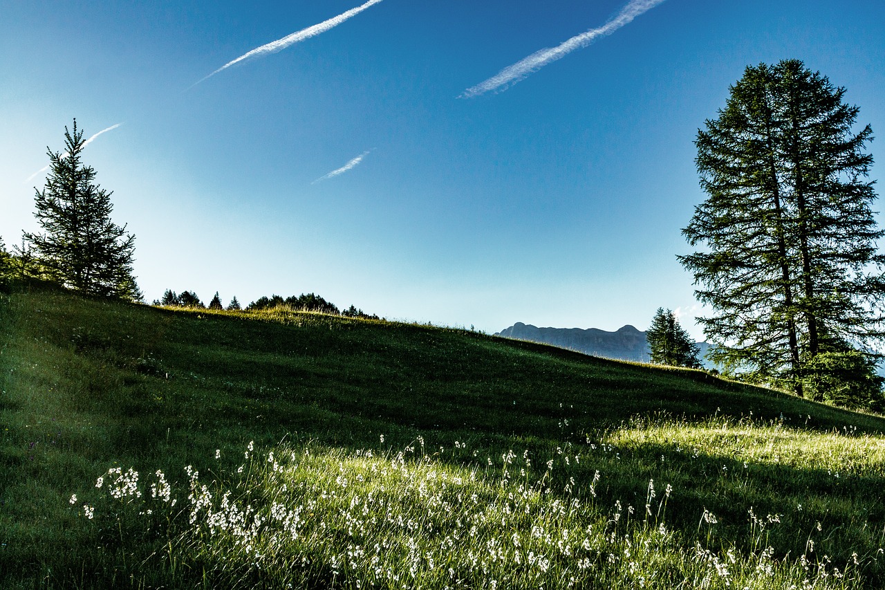 sun sunlight meadow free photo