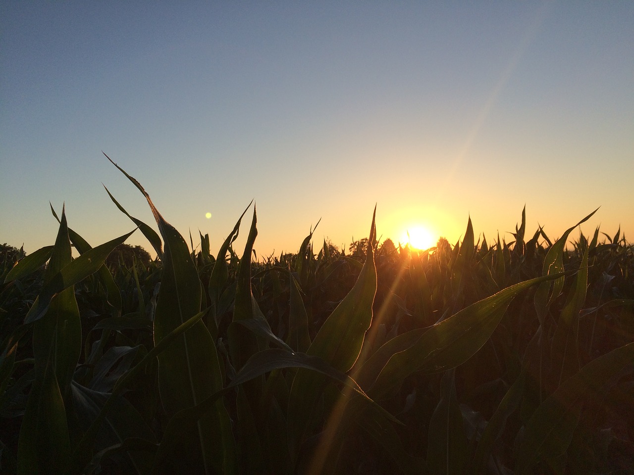 sun sunset field free photo