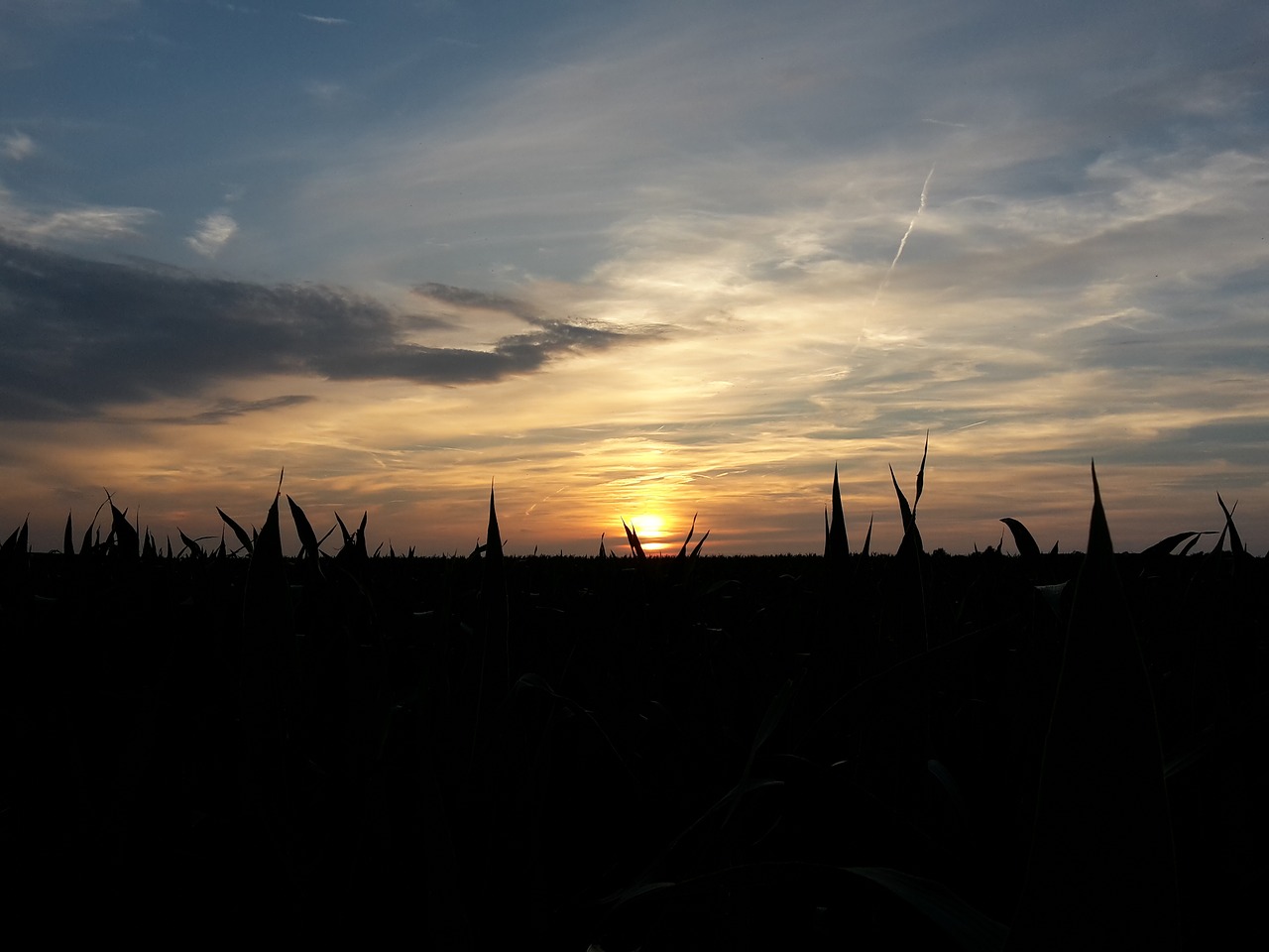 sun sunset field free photo