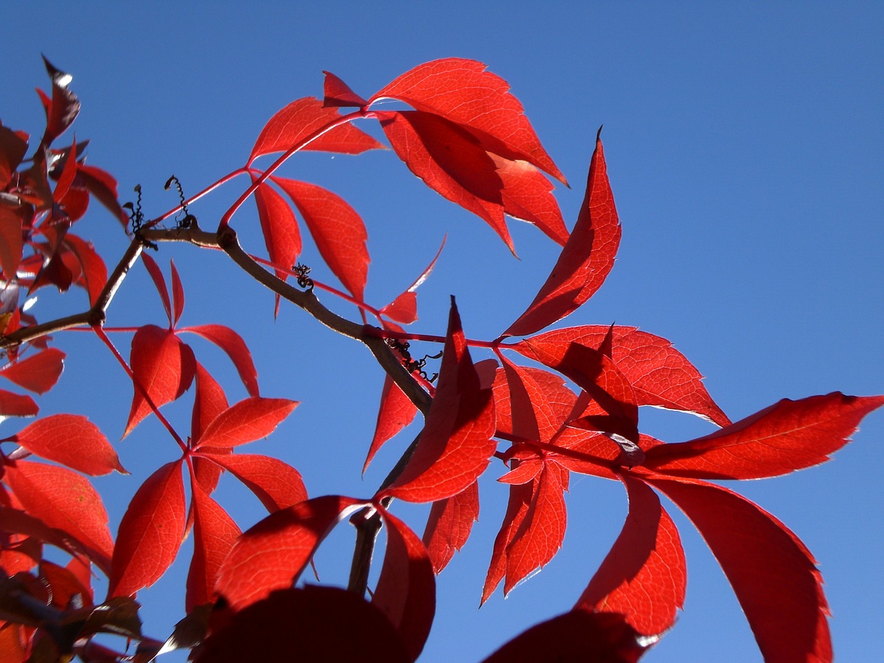 sun red leaves free photo