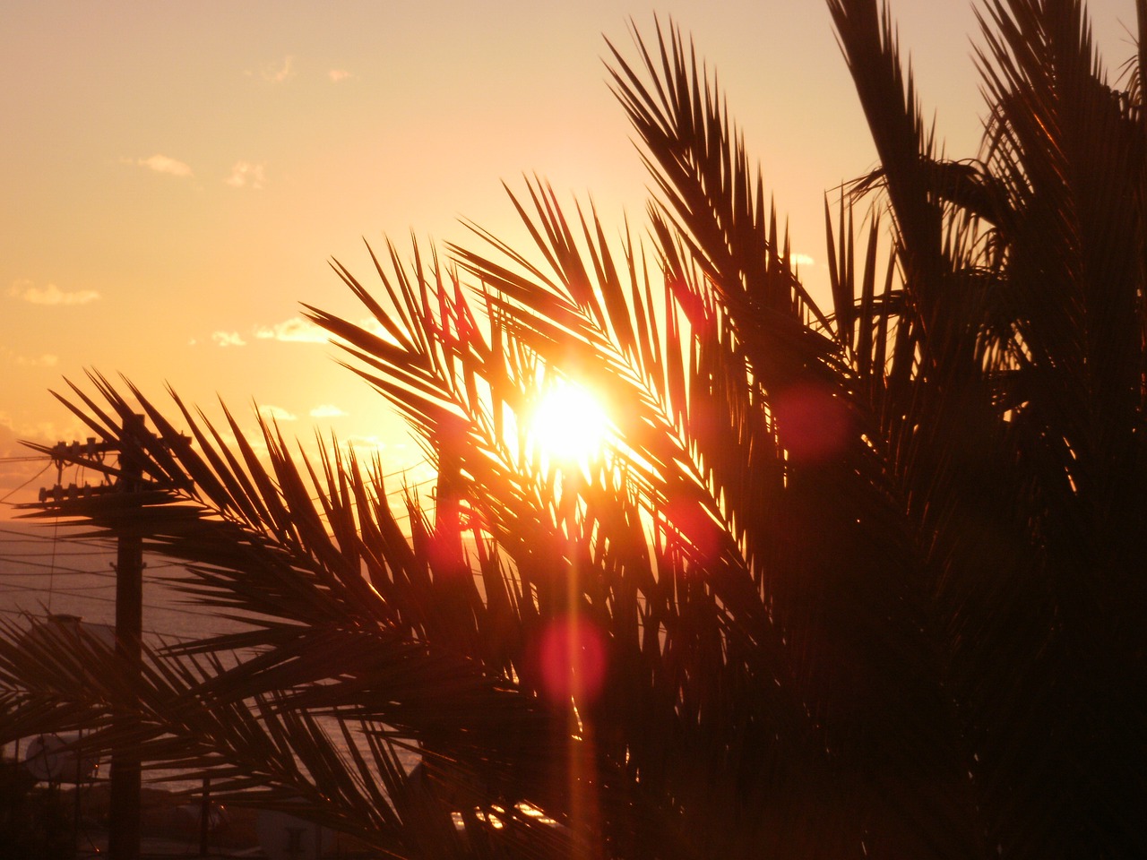 sun palm cyprus free photo