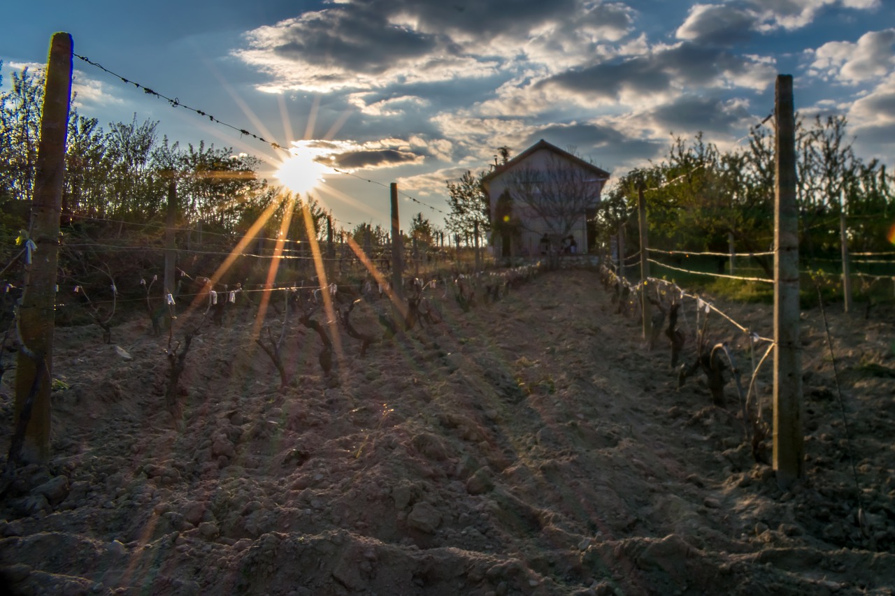 sun vineyard harvest free photo