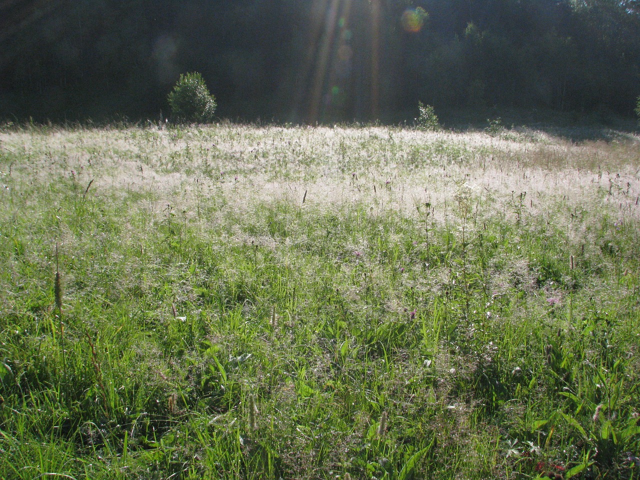 sun morning grass free photo