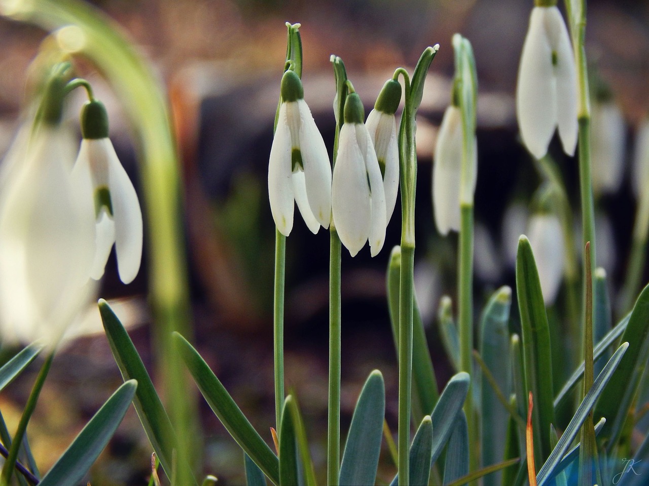 sun spring white free photo