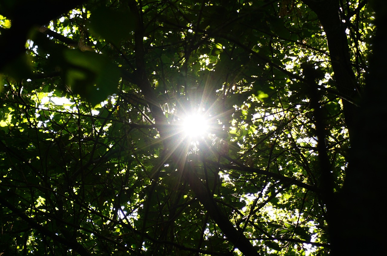 sun forest shadow free photo