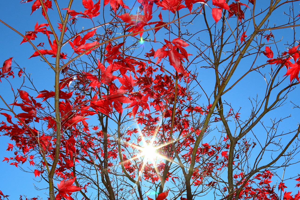 sun autumn red free photo