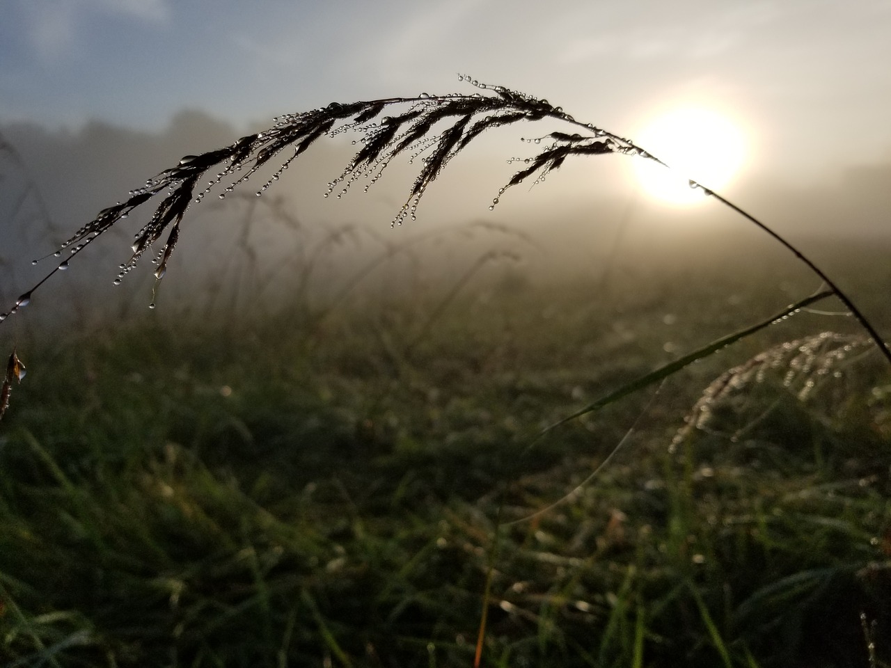 sun dew nature free photo