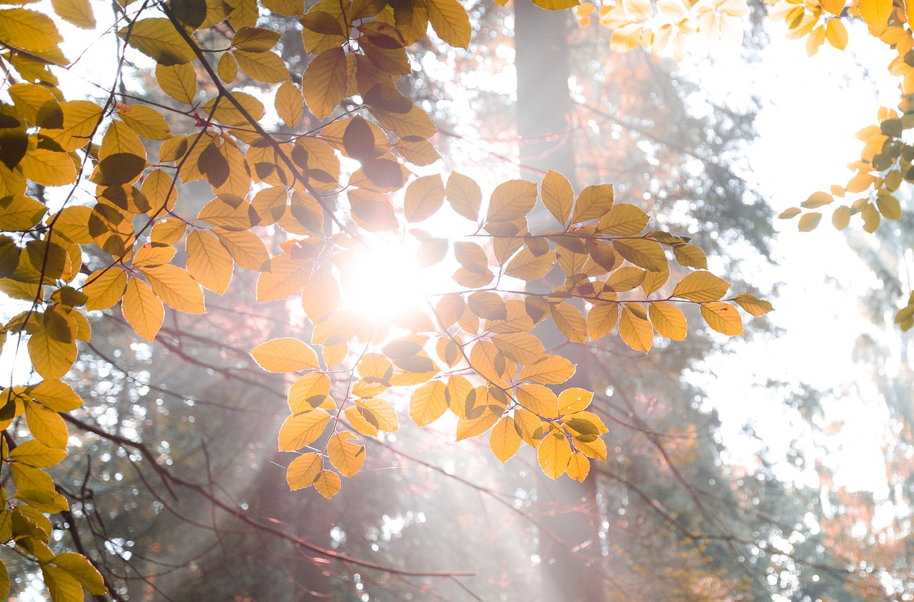 sun burst forest free photo