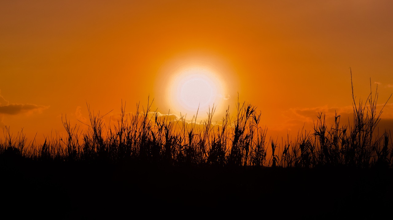 sun sunset reeds free photo