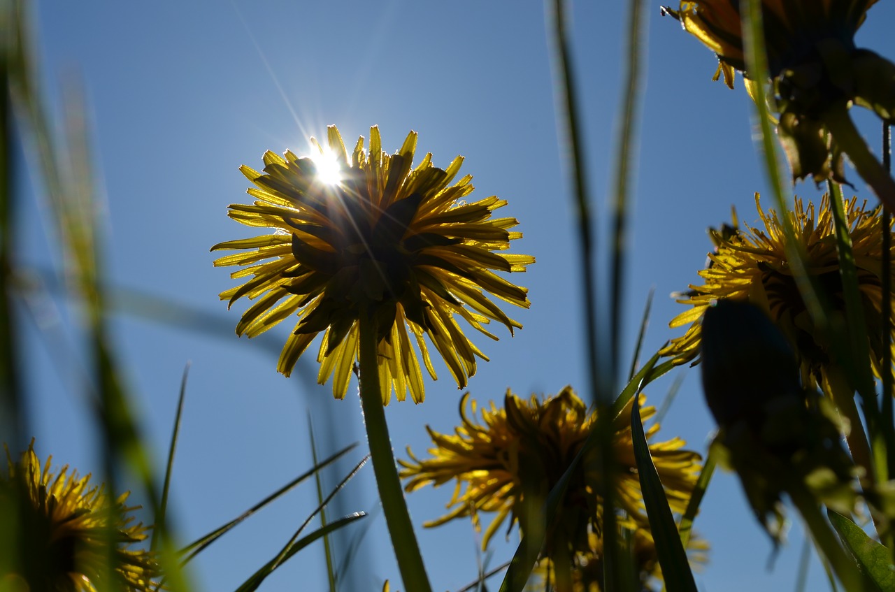 sun dandelion grass free photo