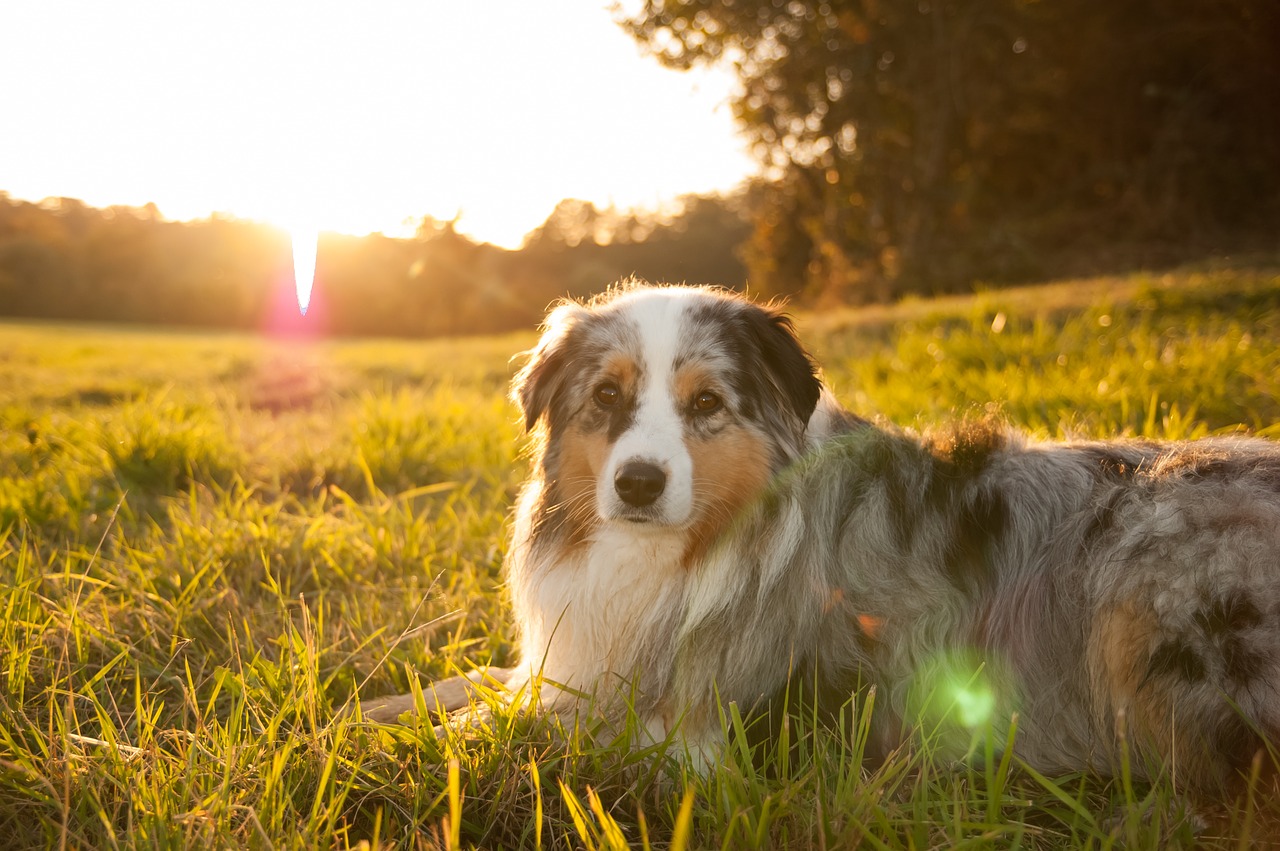 sun sunset dog free photo