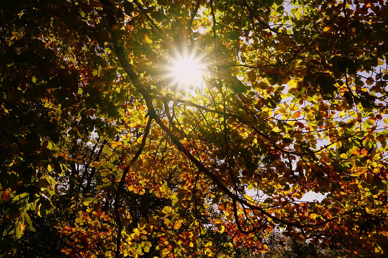 sun fall foliage colorful leaves free photo