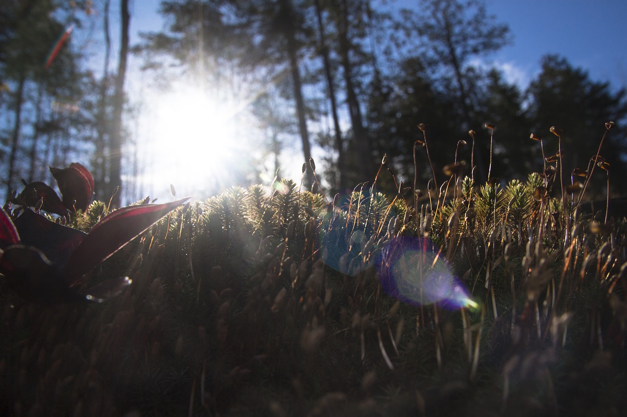 sun forest wood free photo