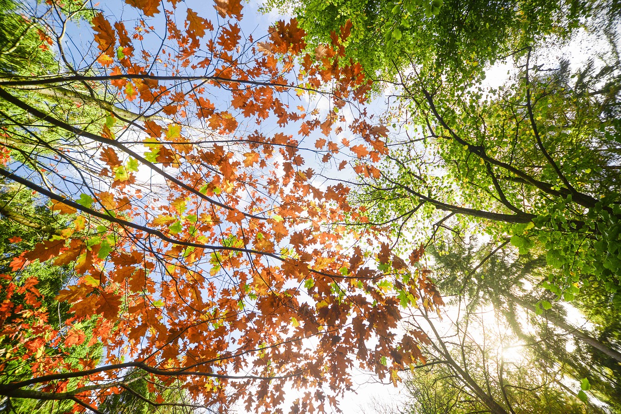 sun burst forest free photo