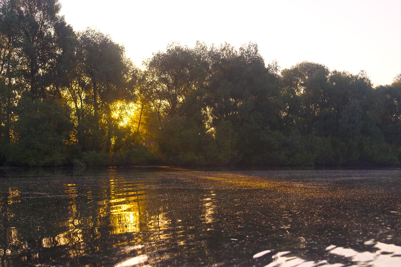 sun nature tree free photo