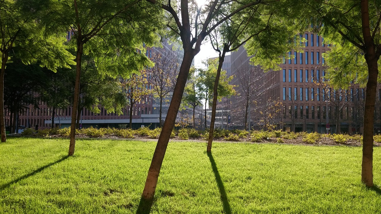 sun shadow trees free photo