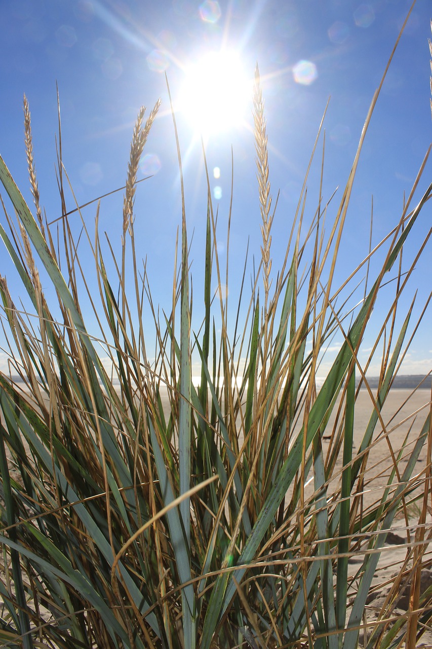 sun beach dune free photo